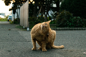 Obraz premium cat on fence