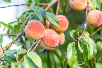 Beautiful and natural peaches hang on the tree. Delicious, healthy fruit. Organic farming. Peach branch.