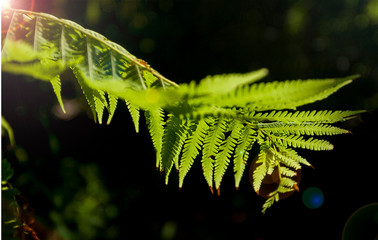 Close Up leaves Fern.