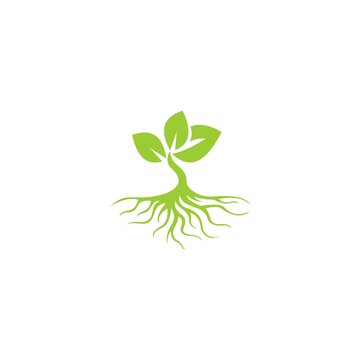 tree with root logo template 