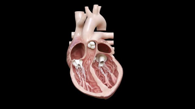 Cross section of the human heart beating against a black background, animation.