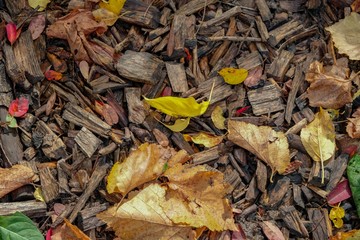 Herbstlaub Hintergrund 