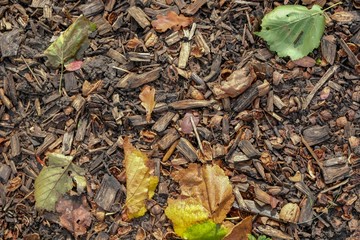 Herbstlaub Hintergrund 