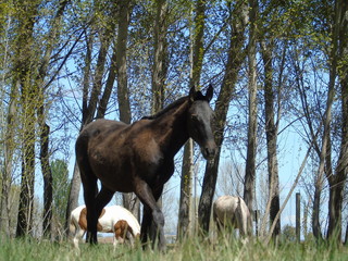 caballo negro en el bosque