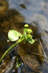 plant on a background