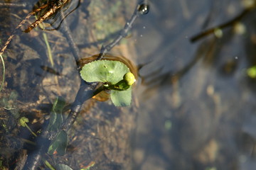 leaves in water