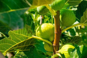 Figs still green, in a fig tree of Toledo, in Spain