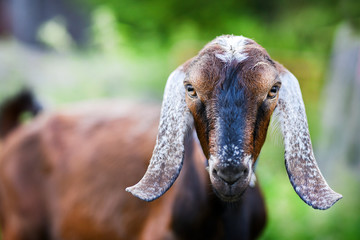 Anglo Nubian goat eating grass on beautiful meadow in summer time. Head detail or close up.