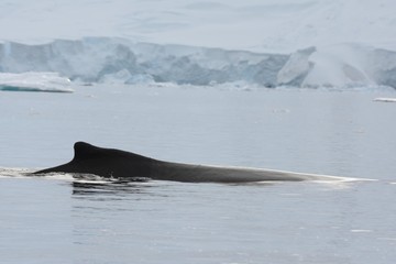 Obraz premium Baleine à bosse en antarctique