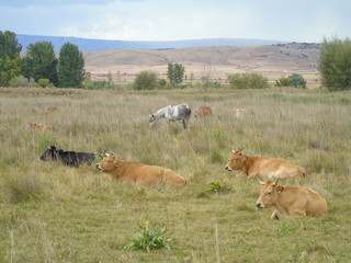 vacas y caballos pastando en el campo