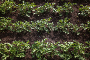 Young green potato sprouts on the field
