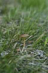 mushroom in grass