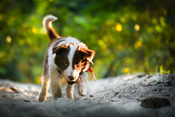 Small cub of red or brown border collie dog in beautiful forest with sunny background.