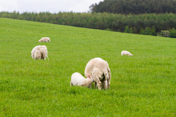 Fototapeta premium Scotish coast with sheeps in the fields