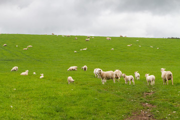 Obraz premium Scotish coast with sheeps in the fields