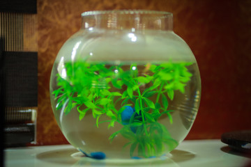 glass, green, water, bowl, fish