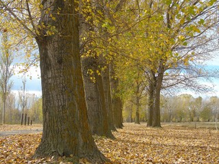 bosque en otoño