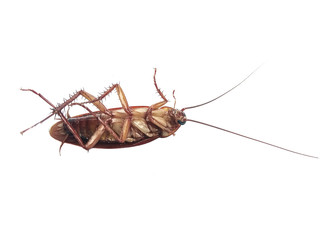 cockroach isolated on white background