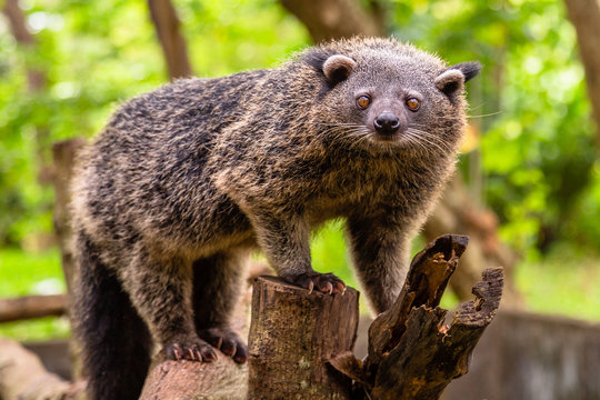Binturong or philipino bearcat walking on the trees, Palawan, Philippines