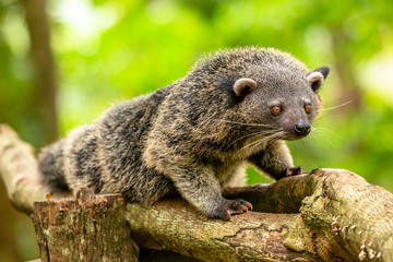Fototapeta premium Binturong or philipino bearcat walking on the trees, Palawan, Philippines