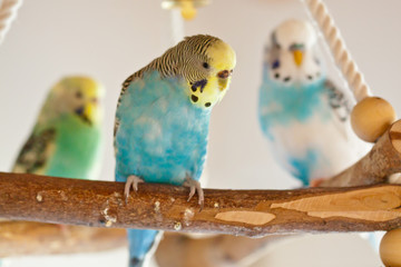 Wellensittiche als Haustiere