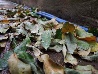  dry autumn leaves in brazil