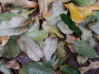  dry autumn leaves in brazil