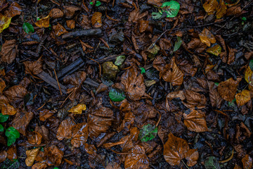 autumn