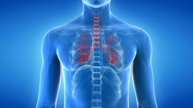 Human lungs showing the bronchi inflating and deflating against a blue background, animation.