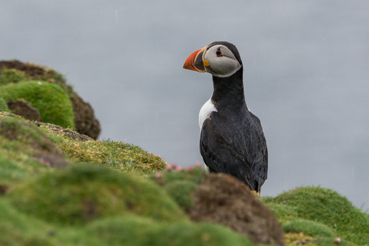 Puffin In Rain On Fair Isle, Scotland