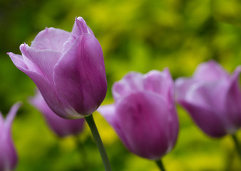 Tulips