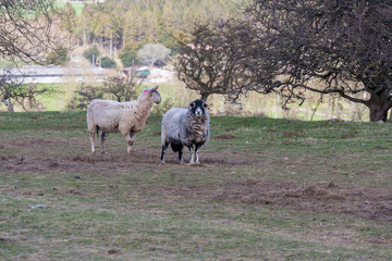 Sheep in the Yorkshire Dales