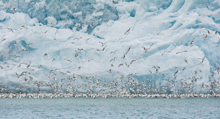 Massive flock of Kittiwackes in front of Lilliehöökbreen, Svalbard © tobiasbrehm