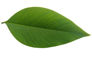 green leaf isolated on white background