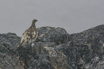 Ptarmigan on the rocky slopes of Bockfjorden, Svalbard