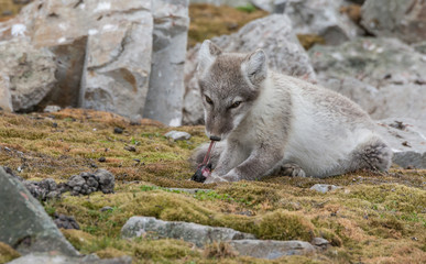 Arctic Fox eating a Little Auk chick at Camp Millar, Ingeborgfjellet, Bellsund, Svalbard