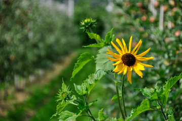 solitary yellow sun flower in the countryside