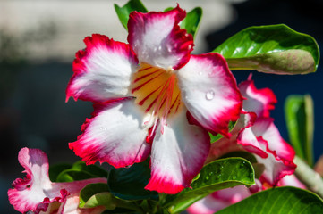 Closeup the beautiful pink Azalea flowers