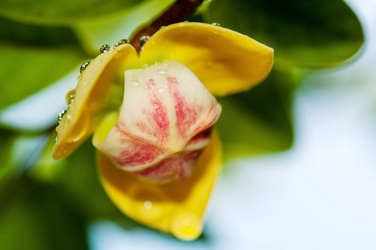 Close-up mitrephora keithii flower