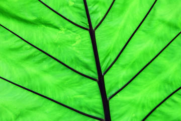 Naklejka na ściany i meble Close up green color leaf texture background.