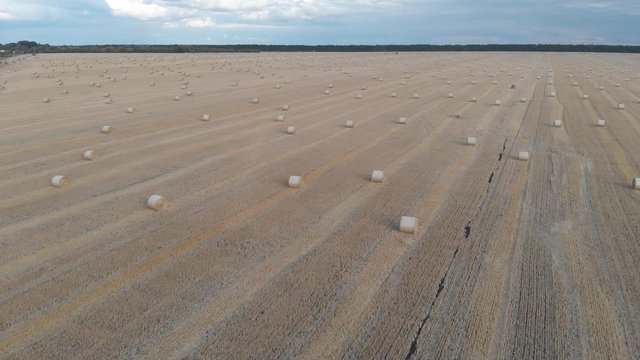 Flight over crop wheat or rye field with stook hay straw bales. Harvest agriculture farm rural aerial 4k video background. Bread production concept.