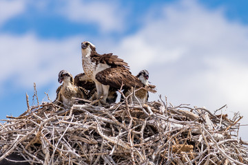 Full Nest