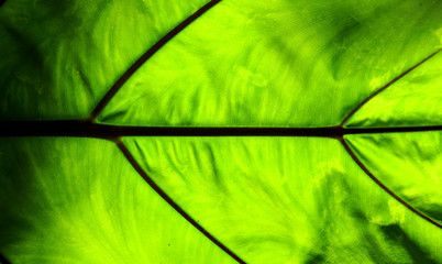 Close up green color leaf texture background.