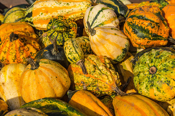 Colorful ornamental gourds