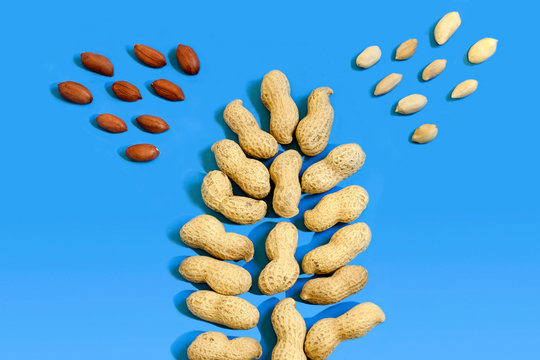 Peanuts nuts in the shape of a tree on a light blue background. Top view. Minimal background texture of food nut. Creative layout