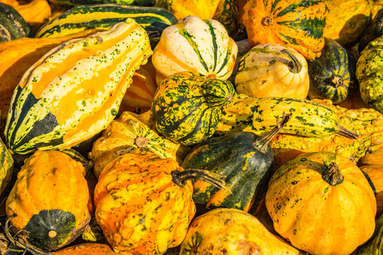 Colorful ornamental gourds - Pumpkins in green, yellow, orange and white