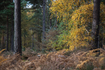 Autumn Birch tree, Betula with the orange/yellow of fall of trunk/branch and backdrop within pine forest in Scotland.