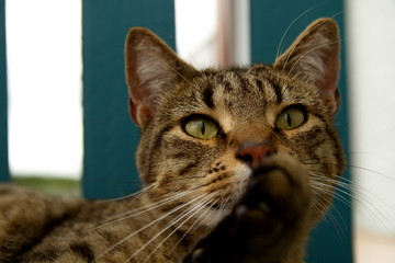 Chat posture de fauve