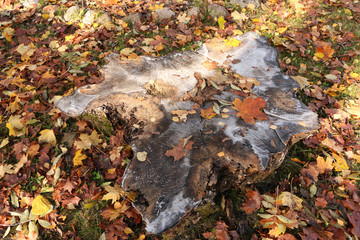 Old stump with mushrooms in a beautiful autumn forest.