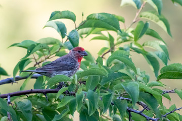 Perched Finch